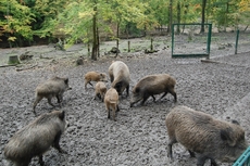 Wildschweine.JPG